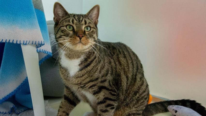 Der einjährige Schiller kam als Fundkater ins Tierheim. „Was ihm widerfahren ist wissen wir leider nicht. Er ist anfangs sehr überfordert, wenn er in eine neue Umgebung kommt, er ist sehr ängstlich und faucht auch“, erzählt ein Tierpfleger. Schiller braucht ein ruhiges Zuhause mit katzenerfahrenen Menschen ohne Kinder, die bereit sind, ihm die Zeit zum Eingewöhnen zu geben, die er braucht. Gerne kann bereits ein robuster Kater vorhanden sein. Schiller braucht Freigang in einer sehr ländlichen Gegend, denn das normale Verkehrsgeschehen überfordert ihn, heißt es. Nach Eingewöhnung ist Schiller sehr verspielt und verschmust, aber – typisch Katze – nur wenn er möchte. Wer hat für ihn ein Katzenkörbchen frei?
Mehr Informationen gibt es beim Tierheim Nürnberg, Stadenstraße 90, 90491 Nürnberg, Telefon (0911) 919890.
Der einjährige Schiller kam als Fundkater ins Tierheim. „Was ihm widerfahren ist wissen wir leider nicht. Er ist anfangs sehr überfordert, wenn er in eine neue Umgebung kommt, er ist sehr ängstlich und faucht auch“, erzählt ein Tierpfleger. Schiller braucht ein ruhiges Zuhause mit katzenerfahrenen Menschen ohne Kinder, die bereit sind, ihm die Zeit zum Eingewöhnen zu geben, die er braucht. Gerne kann bereits ein robuster Kater vorhanden sein. Schiller braucht Freigang in einer sehr ländlichen Gegend, denn das normale Verkehrsgeschehen überfordert ihn, heißt es. Nach Eingewöhnung ist Schiller sehr verspielt und verschmust, aber – typisch Katze – nur wenn er möchte. Wer hat für ihn ein Katzenkörbchen frei?
Mehr Informationen gibt es beim Tierheim Nürnberg, Stadenstraße 90, 90491 Nürnberg, Telefon (0911) 919890.