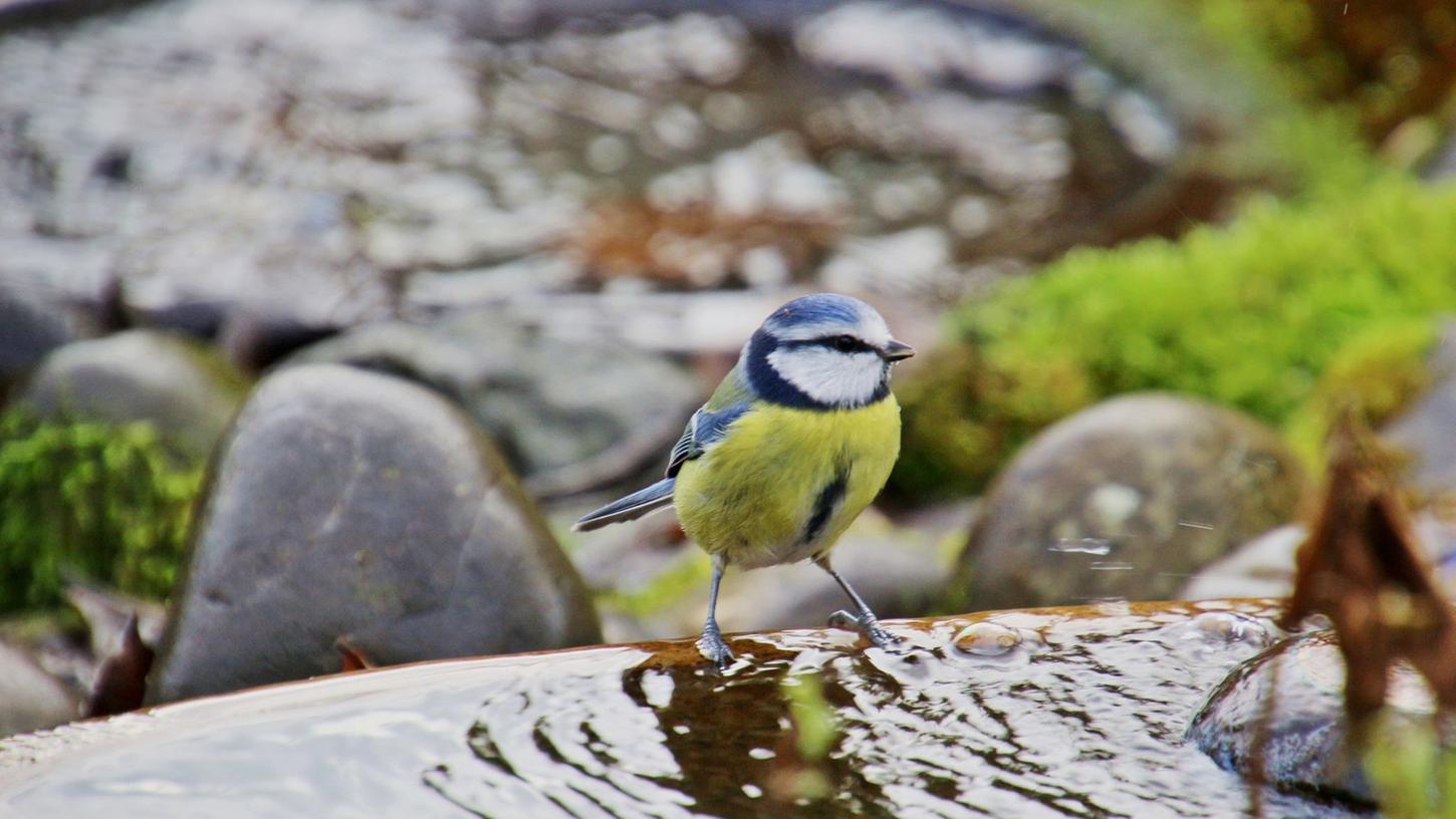 Vögel und andere Tiere brauchen gerade an warmen Tagen eine Wasserstelle zum Trinken und Baden. Vögel und andere Tiere brauchen gerade an warmen Tagen eine Wasserstelle zum Trinken und Baden.