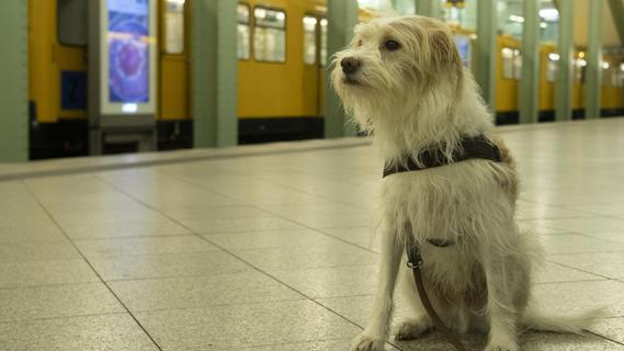 VGN-Kundin fordert: Mehr Hunde auf einer Mobicard mitnehmen