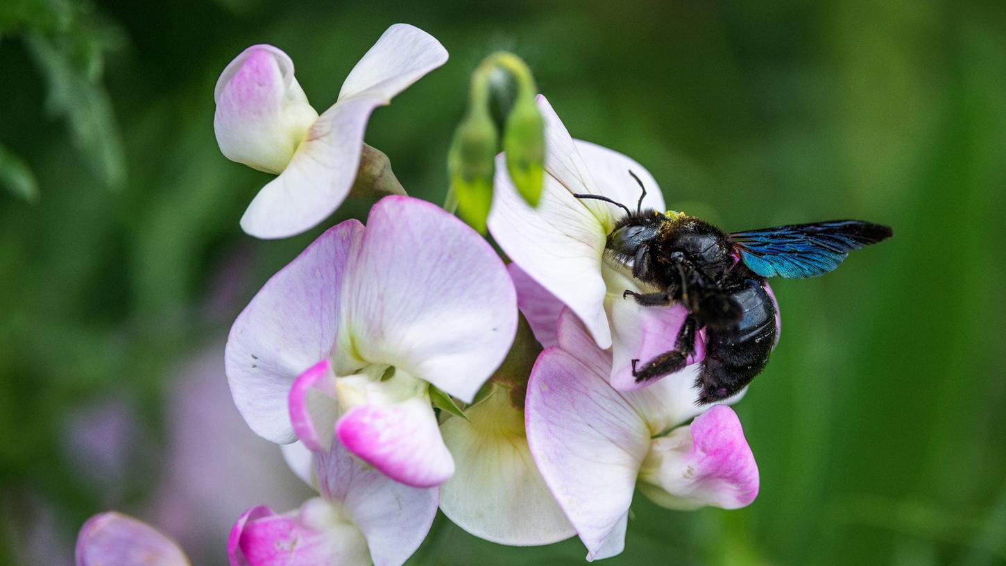 Blauschwarze Holzbiene ist Gartentier des Jahres