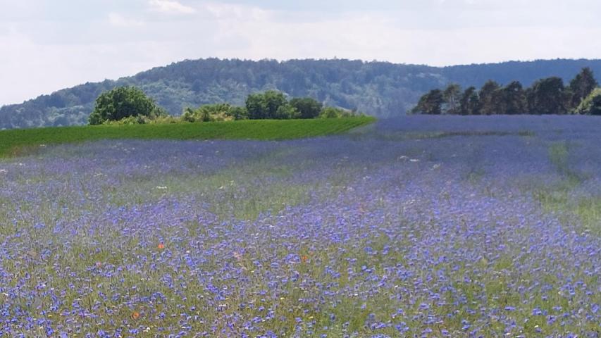 Ein Kornblumenfeld mit Hafer oder ein Haferfeld mit Kornblumen bei Lehrberg. Ein großes Dankeschön an den Landwirt, der offensichtlich ein Herz für die Natur hat.
