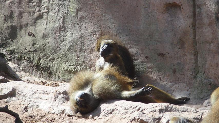  "Was für eine Affenhitze", scheint der Pavian im Nürnberger Tiergarten zu denken und räkelt sich entspannt.
