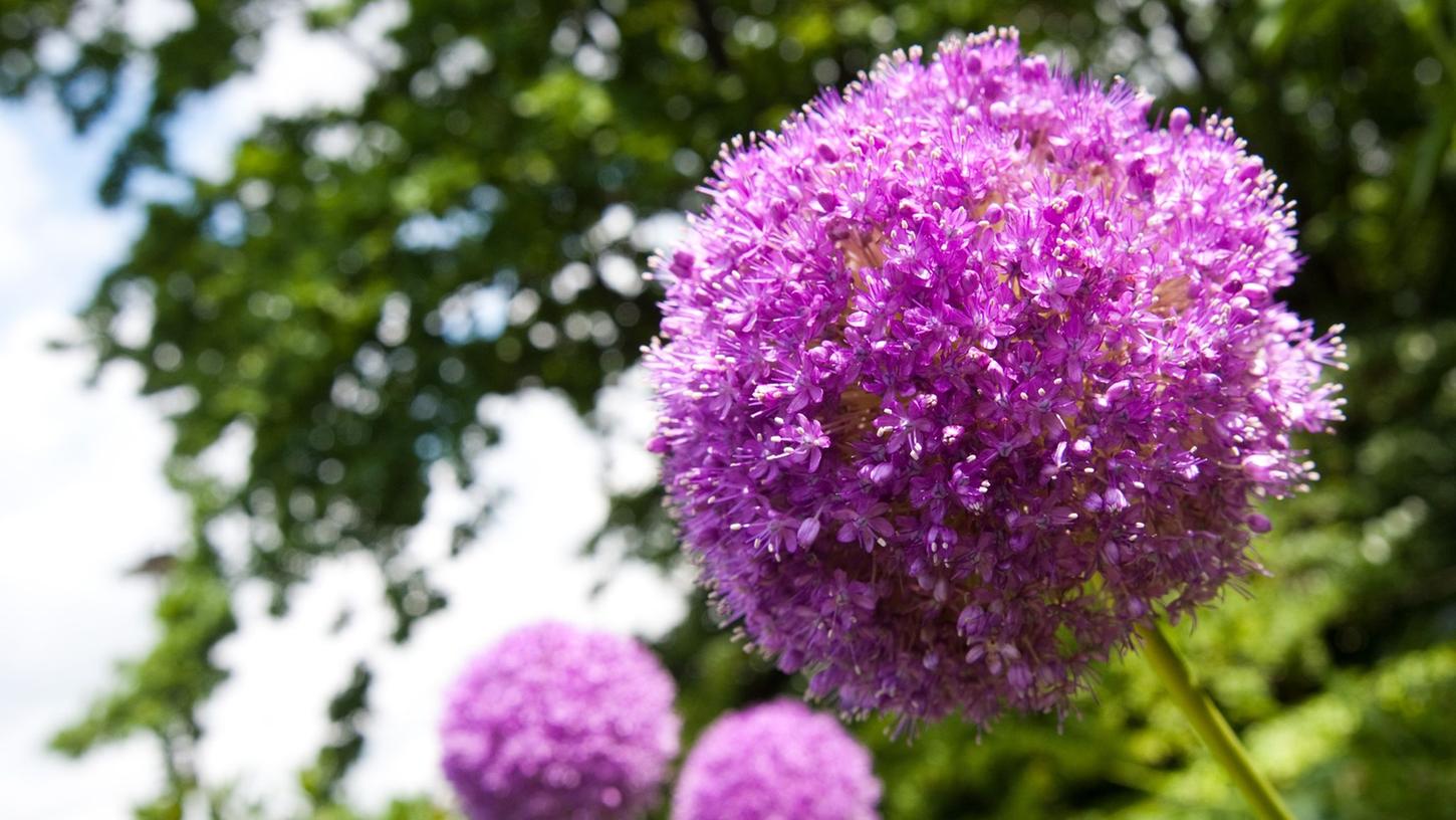Die schönen Blüten des Zierlauchs sehen oft auch noch gut aus, wenn sie nicht mehr wie hier in voller Blüte stehen. Die schönen Blüten des Zierlauchs sehen oft auch noch gut aus, wenn sie nicht mehr wie hier in voller Blüte stehen.
