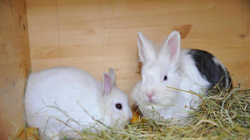 Auch die beiden Zwergkaninchen „Franz“ und „Paul“ wünschen sich ein schönes, artgerechtes, gemeinsames und geräumiges Zuhause. Die beiden Kaninchenbrüder sind im Januar 2022 geboren und beide sind seit einigen Wochen kastriert. Der weiß-graue „Franz“ und der weiße „Paul“ wuchsen in einer großen Kaninchengruppe auf und beide sind relativ zutraulich, man kann sie streicheln. Auf dem Arm herumgetragen zu werden gehört allerdings nicht gerade zu den Herzenswünschen eines Kaninchens, ein schönes Freigehege, saftiges Gras und ein gemütliches Kaninchenhaus dagegen schon eher. Sind die Kaninchen für Kinder gedacht, sollten diese schon etwa acht Jahre alt sein und nicht schon nach wenigen Wochen das Interesse an den Tieren verlieren. Kaninchen können etwa zehn Jahre alt werden und schließlich soll es ein „Für-immer-Zuhause“ sein. Das Tierheim Neumarkt ist trotz der erfolgten Lockerungen noch immer bis auf Weiteres für Besucher, Gassigeher und Katzenstreichler geschlossen. Besuche und Tiervermittlungen können nur nach vorheriger telefonischer Terminvereinbarung stattfinden. Das Büro ist täglich (außer an Sonn- und Feiertagen) von 14.30 bis 17 Uhr unter der Telefonnummer (0 91 81) 2 28 62 erreichbar. In Notfällen und im Falle von Fundtieren ist das Tierheim ebenfalls unter dieser Telefonnummer erreichbar. Hier geht es zur Internet-Seite des Tierheims
Auch die beiden Zwergkaninchen „Franz“ und „Paul“ wünschen sich ein schönes, artgerechtes, gemeinsames und geräumiges Zuhause. Die beiden Kaninchenbrüder sind im Januar 2022 geboren und beide sind seit einigen Wochen kastriert. Der weiß-graue „Franz“ und der weiße „Paul“ wuchsen in einer großen Kaninchengruppe auf und beide sind relativ zutraulich, man kann sie streicheln. Auf dem Arm herumgetragen zu werden gehört allerdings nicht gerade zu den Herzenswünschen eines Kaninchens, ein schönes Freigehege, saftiges Gras und ein gemütliches Kaninchenhaus dagegen schon eher. Sind die Kaninchen für Kinder gedacht, sollten diese schon etwa acht Jahre alt sein und nicht schon nach wenigen Wochen das Interesse an den Tieren verlieren. Kaninchen können etwa zehn Jahre alt werden und schließlich soll es ein „Für-immer-Zuhause“ sein. Das Tierheim Neumarkt ist trotz der erfolgten Lockerungen noch immer bis auf Weiteres für Besucher, Gassigeher und Katzenstreichler geschlossen. Besuche und Tiervermittlungen können nur nach vorheriger telefonischer Terminvereinbarung stattfinden. Das Büro ist täglich (außer an Sonn- und Feiertagen) von 14.30 bis 17 Uhr unter der Telefonnummer (0 91 81) 2 28 62 erreichbar. In Notfällen und im Falle von Fundtieren ist das Tierheim ebenfalls unter dieser Telefonnummer erreichbar. Hier geht es zur Internet-Seite des Tierheims