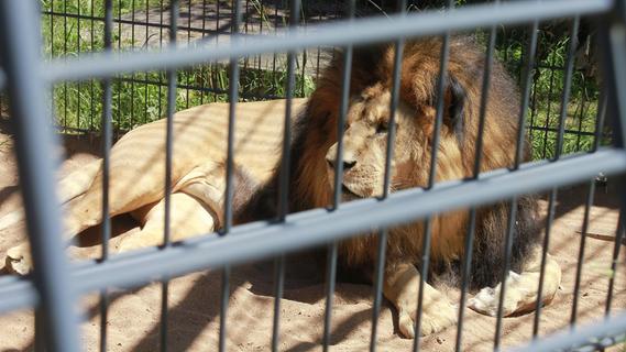 Löwen im Pegnitztal: Weshalb bei Nürnberg derzeit abends die Raubkatzen brüllen
