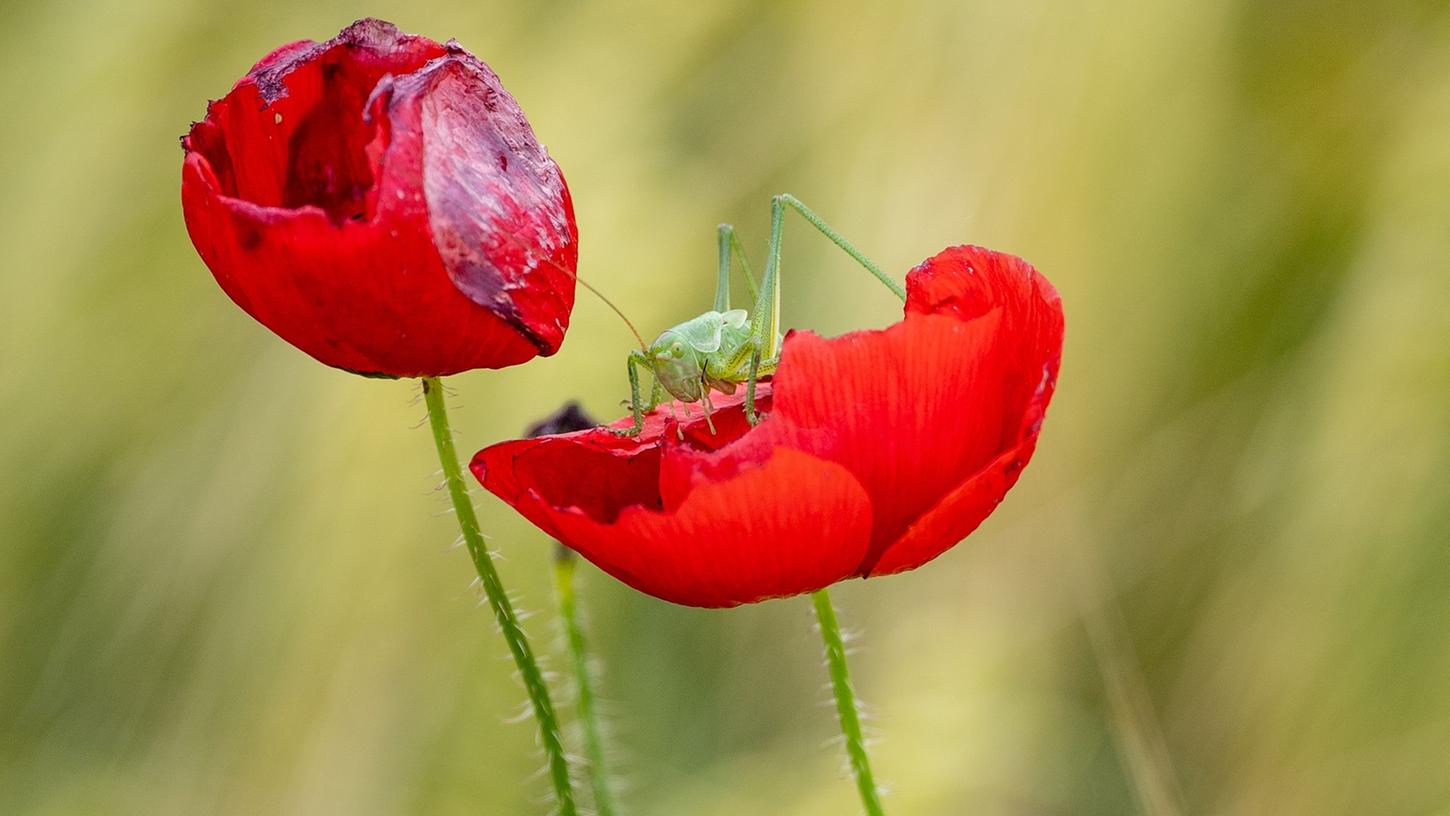 Eine Heuschrecke macht es sich auf einem Klatschmohn gemütlich. Viele Heuschrecken- und Fangschreckenarten sind laut einer neuen Roten Liste gefährdet. Eine Heuschrecke macht es sich auf einem Klatschmohn gemütlich. Viele Heuschrecken- und Fangschreckenarten sind laut einer neuen Roten Liste gefährdet.