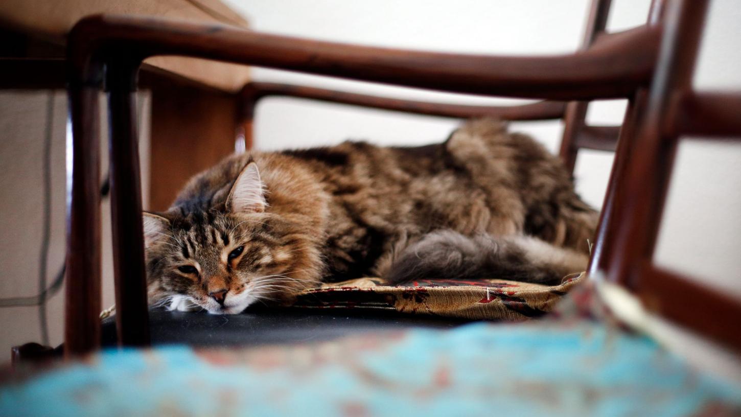Katzensenioren sollten einen ruhigen, weichen und warmen Platz haben, an dem sie schlafen und an den sie sich zurückziehen können. Katzensenioren sollten einen ruhigen, weichen und warmen Platz haben, an dem sie schlafen und an den sie sich zurückziehen können.