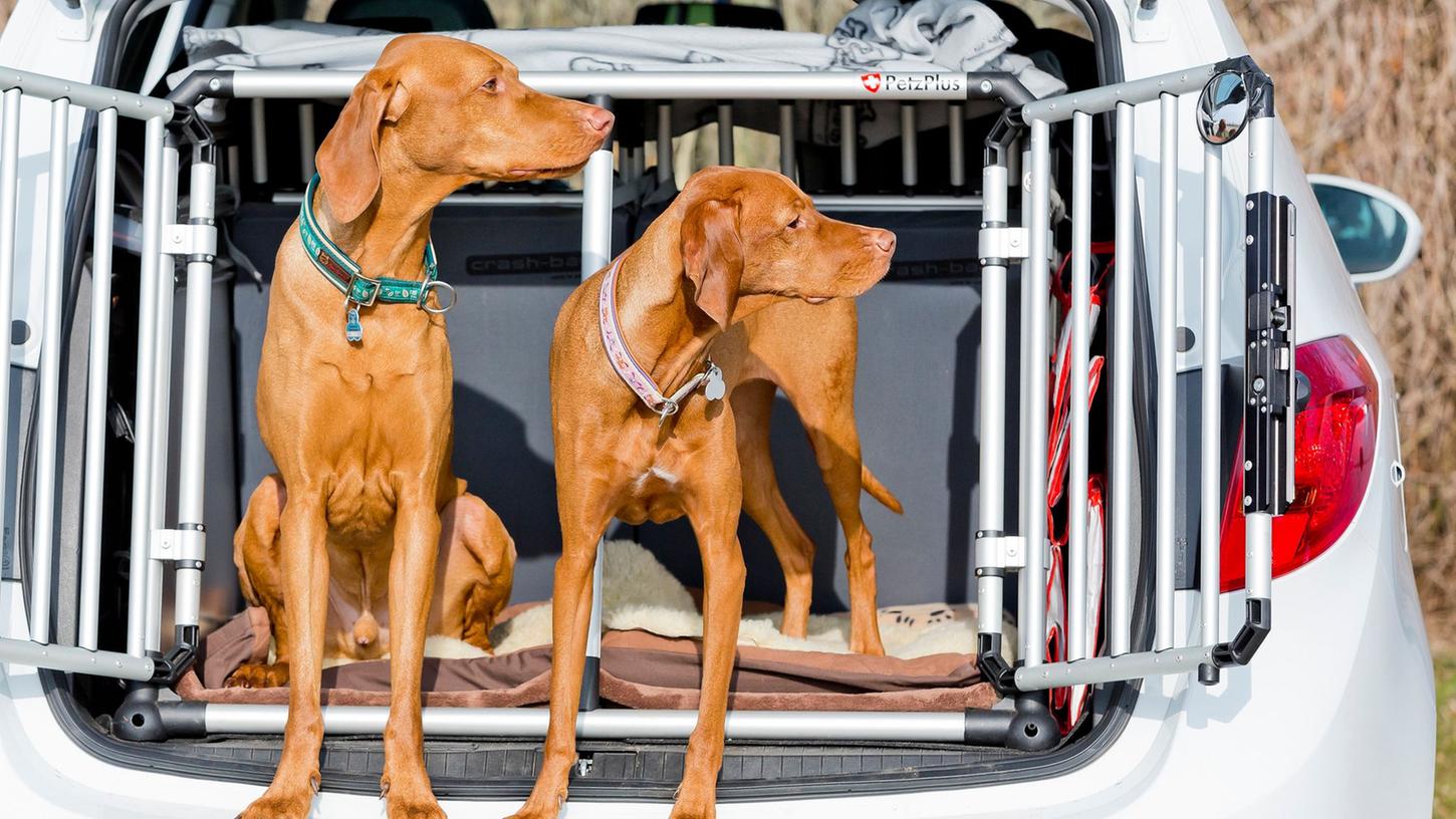 Klar, ein ganzes Rudel Hunde im Kleinwagen, das wird eng. Aber generell ist wegen einem Hund nicht gleich ein extra großes Auto oder ein SUV nötig. Klar, ein ganzes Rudel Hunde im Kleinwagen, das wird eng. Aber generell ist wegen einem Hund nicht gleich ein extra großes Auto oder ein SUV nötig.