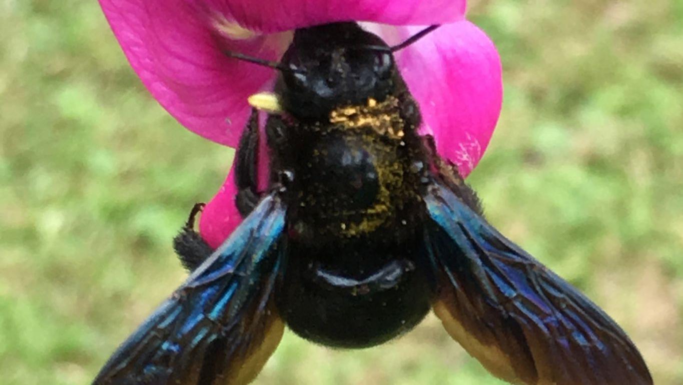 Summ, summ! Die Blauschimmernde Holzbiene fühlt sich am wohlsten, wenn sie sich an großen und nektarreichen Blüten sattessen kann.