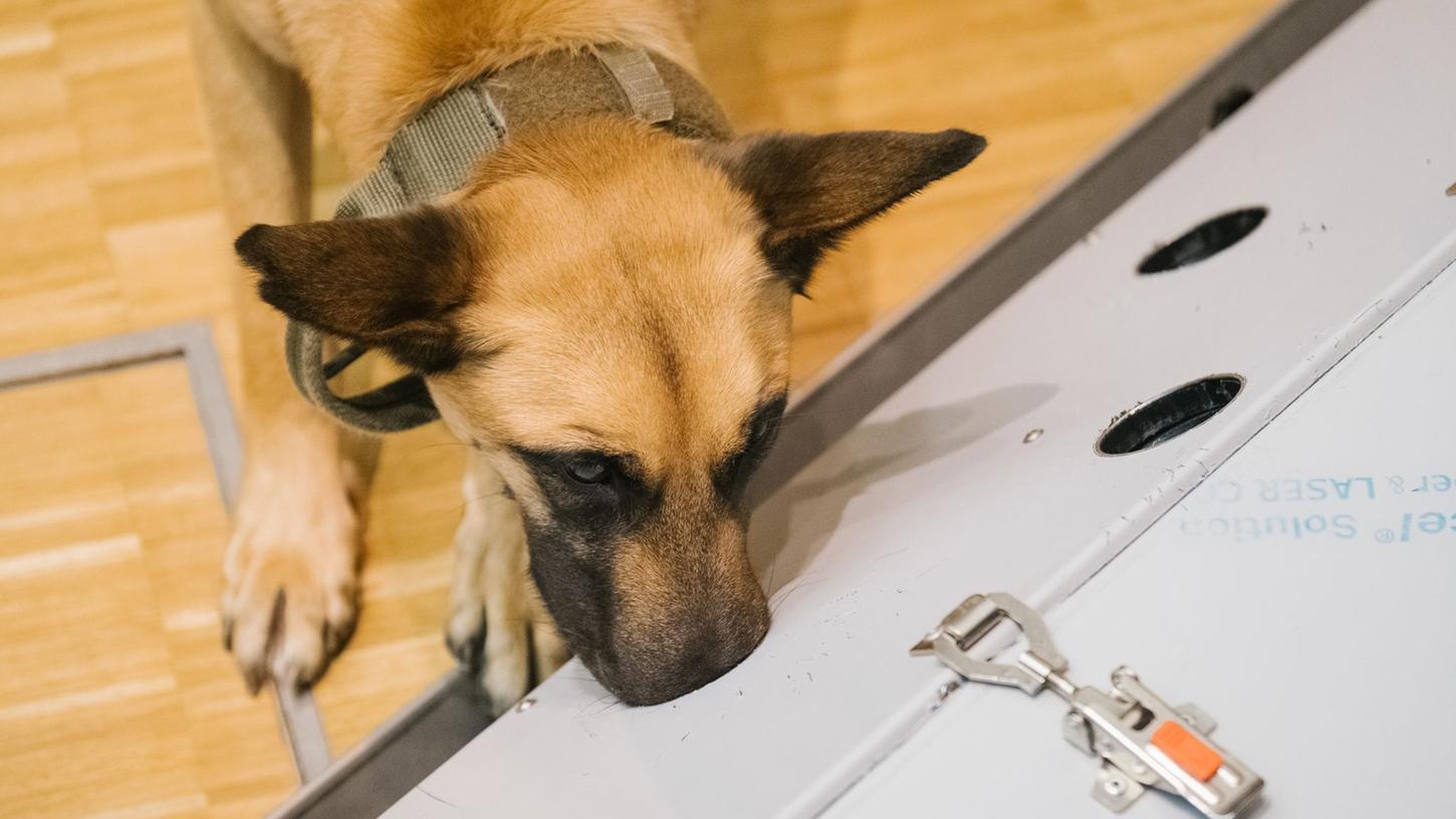 Der belgische Schäferhund Filou schnüffelt in der Tierärztlichen Hochschule (TiHo) an einer Trainingsmaschine für Corona-Spürhunde. Der belgische Schäferhund Filou schnüffelt in der Tierärztlichen Hochschule (TiHo) an einer Trainingsmaschine für Corona-Spürhunde.