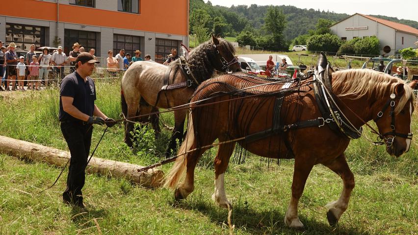 Holzrücken mit dem Pferd ist umweltverträglicher als mit großen Maschinen.