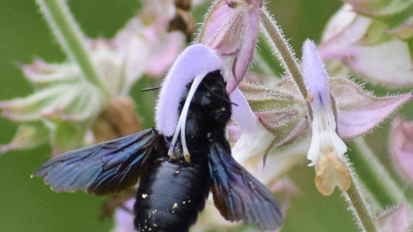 Gast im naturnahen Garten: die Blaue Holzbiene. Gast im naturnahen Garten: die Blaue Holzbiene.