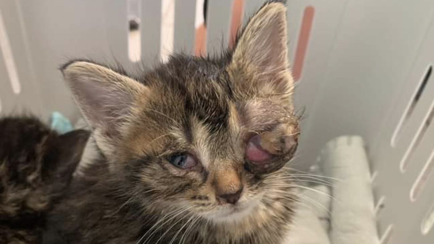 Gerade mal ein Monat alt und am linken Auge bereits erblindet: Eines der eingefangenen Katzenbabys aus dem Bamberger Tierheim.
Gerade mal ein Monat alt und am linken Auge bereits erblindet: Eines der eingefangenen Katzenbabys aus dem Bamberger Tierheim.