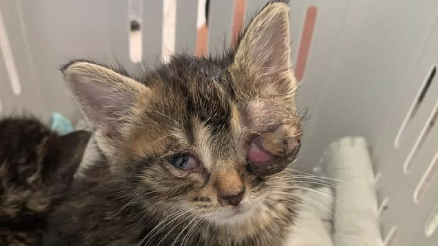 Gerade mal ein Monat alt und am linken Auge bereits erblindet: Eines der eingefangenen Katzenbabys aus dem Bamberger Tierheim.