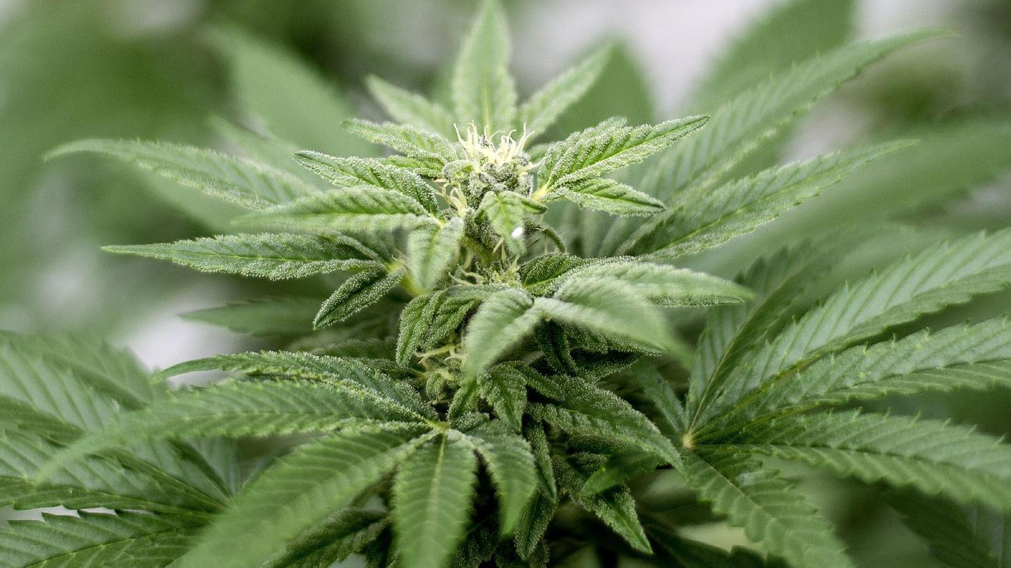 Eine Cannabis-Pflanze steht in einem Hinterhof.