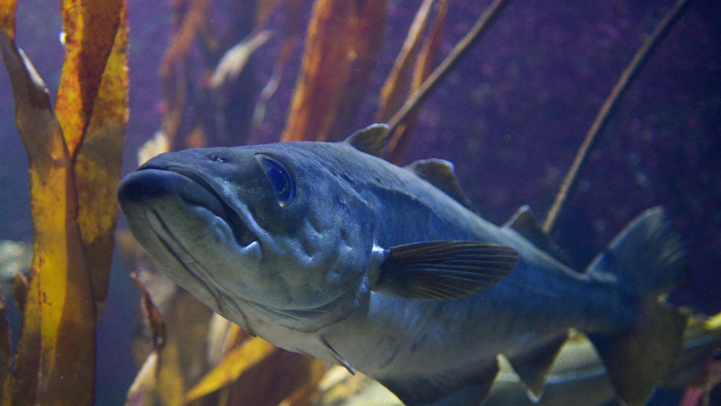 Ein Dorsch, auch Kabeljau genannt, schwimmt im Aquarium des Geomar-Instituts in Kiel. Ein Dorsch, auch Kabeljau genannt, schwimmt im Aquarium des Geomar-Instituts in Kiel.
