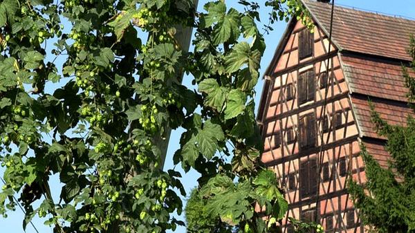 Spalt war schon immer eine Hopfenmetropole und ist auch heute noch geprägt von seinen imposanten Hopfenhäusern. Sie fallen meist durch ihre Steilsatteldächer und mächtigen Fachwerkgiebel mit bis zu sechs Dachgeschossen auf. Denn in den Dächern wurde viel Platz für das Trocknen und Lagern des Hopfens gebraucht. Ein besonders eindrucksvolles Beispiel ist das Hopfengut Mühlreisig von 1746, das an der Staatsstraße Richtung Wassermungenau thront. Es gilt als das schönste Hopfenbauernhaus Deutschlands.
