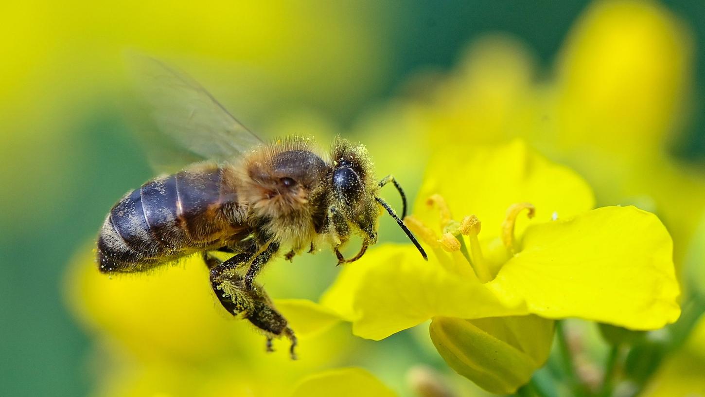 Sommerliche Temperaturen können für Bienen gefährlich werden. Garten- oder Balkonbesitzer sollten eine flache Wasserschale aufstellen.