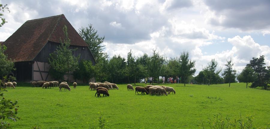 Schafe grasen vor einem Stadel aus Dechsendorf.
