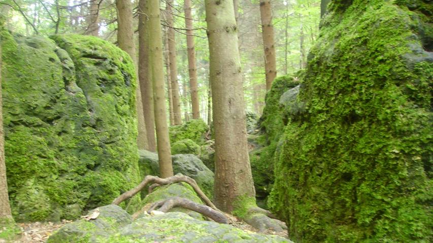 Schon lange hat sich für das etwa 8400 Quadratmeter große Waldstück bei Wohlmannsgesees der Name "Druidenhain" eingebürgert. Die eigentümliche Anhäufung von Jurafelsen  und ihre zum Teil seltsamen Ausformungen haben die Fantasie vieler Menschen angeregt. Man deutete das Felslabyrinth als alte Kultstätte der keltischen Priesterkaste der stern- und zauberkundigen Druiden. Wissenschaftlich konnte diese Vermutung allerdings bisher nie belegt werden. Trockenzeiten, Überflutungen und Erosion führten in dem Karstgebiet über Jahrmillionen zu Höhlen und Klüften. 