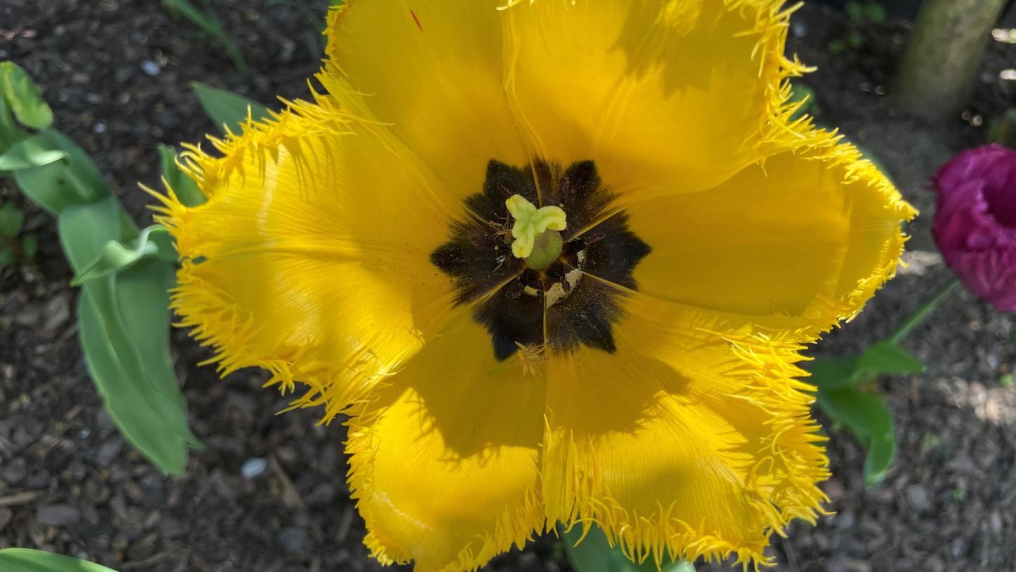 Eine Blumenpracht ist in jedem Garten ein Hingucker.