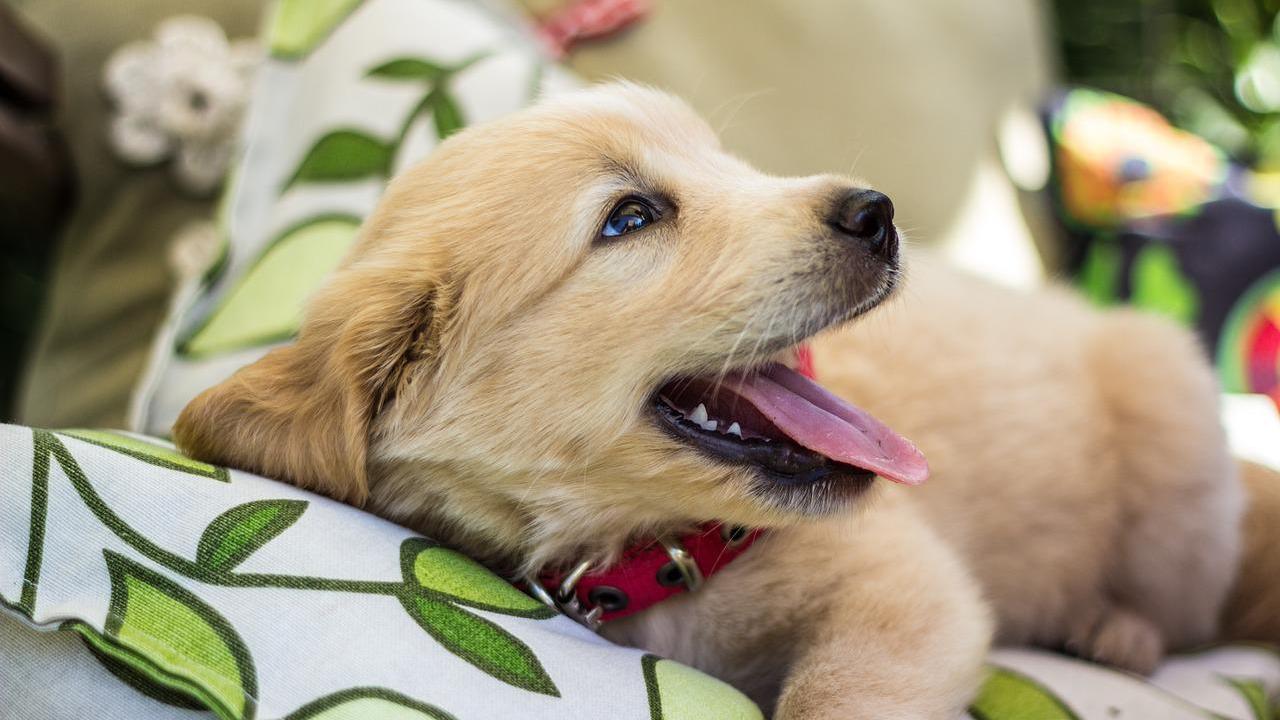 Golden Retriever eignen sich als Hunderasse für Berufstätige, denn sie können immer mit ins Büro genommen werden. Golden Retriever eignen sich als Hunderasse für Berufstätige, denn sie können immer mit ins Büro genommen werden.