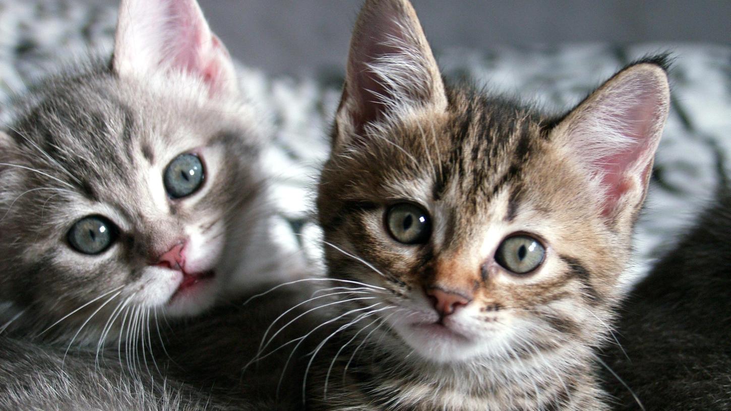 So gut wie diesen Katzenbabys geht es nicht allen Samtpfoten: Vor dem Weißenburger Amtsgericht landete jetzt ein Fall von Tierquälerei, in dem eine Gunzenhäuserin einen Strafbefehl erhalten hatte.