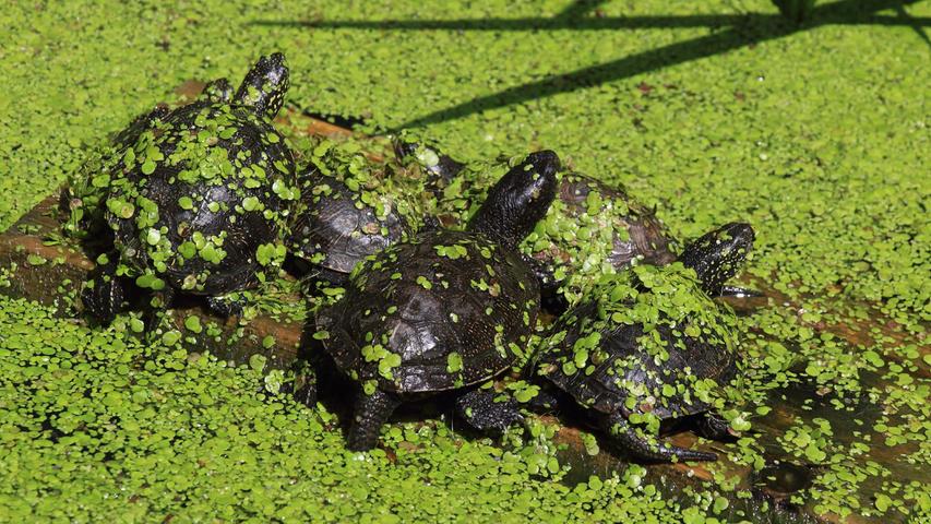 Die Tiere im Freiland Terrarium bei Stein versuchen der Hitze zu trotzen: Die Wasserschildkröten schwimmen im Wasser. Ob der Sonnenschutz mit Wasserlinsen Absicht ist? Oder Tarnung?