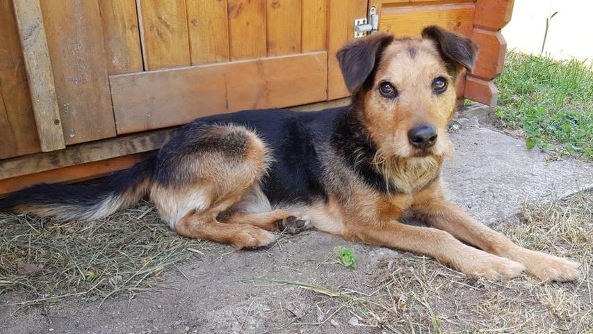 Leo ist ein Foxterrier-Mix und kam ins Tierheim, weil er sich durch die Krankheit und den Tod seines Herrchens sehr verändert hat. Sein Frauchen konnte ihm aus gesundheitlichen Gründen nicht mehr gerecht werden. Der elf Jahre alte Rüde hat angefangen, sein Frauchen nicht mehr ernst zu nehmen. Futter und Spielzeug verteidigt er. Der rüstige Hundeopa geht noch gerne spazieren und läuft super an der Leine, heißt es. Mit anderen Hunden kommt er meistens gut zurecht, hektische große Hunde mag er nicht. „Von fremden Menschen angefasst zu werden, ist gar nicht seins. Das sollte man unterlassen“, berichten die Tierheimmitarbeiter. Leo ist daheim ein ruhiger Zeitgenosse, der auch mal alleine bleiben kann. Seine neuen Besitzer sollten etwas Hundeerfahrung mitbringen, so dass nicht wieder er die Führung übernimmt.
Mehr Informationen gibt es beim Tierheim Nürnberg, Stadenstraße 90, 90491 Nürnberg, Telefon (0911) 919890.
Leo ist ein Foxterrier-Mix und kam ins Tierheim, weil er sich durch die Krankheit und den Tod seines Herrchens sehr verändert hat. Sein Frauchen konnte ihm aus gesundheitlichen Gründen nicht mehr gerecht werden. Der elf Jahre alte Rüde hat angefangen, sein Frauchen nicht mehr ernst zu nehmen. Futter und Spielzeug verteidigt er. Der rüstige Hundeopa geht noch gerne spazieren und läuft super an der Leine, heißt es. Mit anderen Hunden kommt er meistens gut zurecht, hektische große Hunde mag er nicht. „Von fremden Menschen angefasst zu werden, ist gar nicht seins. Das sollte man unterlassen“, berichten die Tierheimmitarbeiter. Leo ist daheim ein ruhiger Zeitgenosse, der auch mal alleine bleiben kann. Seine neuen Besitzer sollten etwas Hundeerfahrung mitbringen, so dass nicht wieder er die Führung übernimmt.
Mehr Informationen gibt es beim Tierheim Nürnberg, Stadenstraße 90, 90491 Nürnberg, Telefon (0911) 919890.