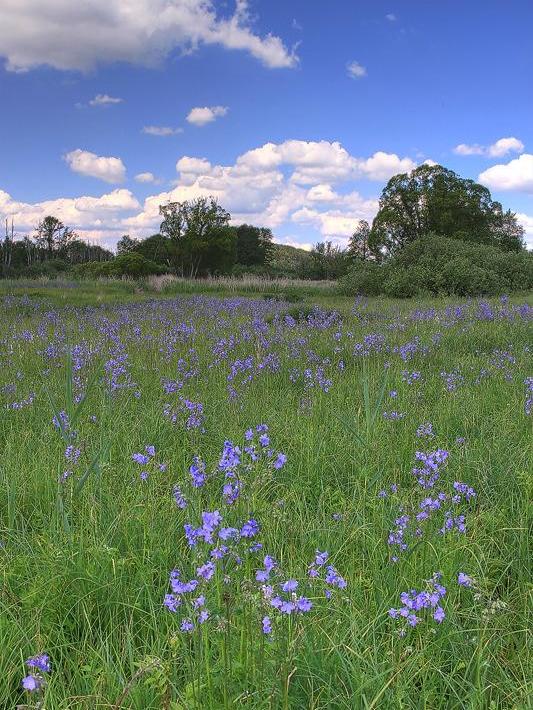 In geführten Wanderungen über den gesamten Nachmittag verteilt geben Mitglieder des BN einige Schätze des Moores preis.
In geführten Wanderungen über den gesamten Nachmittag verteilt geben Mitglieder des BN einige Schätze des Moores preis.