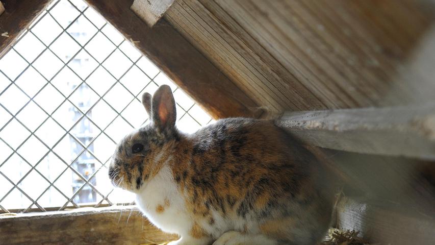 Die beiden Kaninchen „Bunny“ (weiblich; Foto) und „Benny“ (männlich, kastriert) sind ebenfalls auf der Suche nach einem neuen Zuhause. Die Kaninchen sind gut ein Jahr alt und im neuen Zuhause sollten sie viel Platz zum Herumhoppeln haben. Das Tierheim Neumarkt ist trotz der erfolgten Lockerungen noch immer bis auf Weiteres für Besucher, Gassigeher und Katzenstreichler geschlossen. Besuche und Tiervermittlungen können nur nach vorheriger telefonischer Terminvereinbarung stattfinden. Das Büro ist täglich (außer an Sonn- und Feiertagen) von 14.30 bis 17 Uhr unter der Telefonnummer (0 91 81) 2 28 62 erreichbar. In Notfällen und im Falle von Fundtieren ist das Tierheim ebenfalls unter dieser Telefonnummer erreichbar. Hier geht es zur Internet-Seite des Tierheims
Die beiden Kaninchen „Bunny“ (weiblich; Foto) und „Benny“ (männlich, kastriert) sind ebenfalls auf der Suche nach einem neuen Zuhause. Die Kaninchen sind gut ein Jahr alt und im neuen Zuhause sollten sie viel Platz zum Herumhoppeln haben. Das Tierheim Neumarkt ist trotz der erfolgten Lockerungen noch immer bis auf Weiteres für Besucher, Gassigeher und Katzenstreichler geschlossen. Besuche und Tiervermittlungen können nur nach vorheriger telefonischer Terminvereinbarung stattfinden. Das Büro ist täglich (außer an Sonn- und Feiertagen) von 14.30 bis 17 Uhr unter der Telefonnummer (0 91 81) 2 28 62 erreichbar. In Notfällen und im Falle von Fundtieren ist das Tierheim ebenfalls unter dieser Telefonnummer erreichbar. Hier geht es zur Internet-Seite des Tierheims
