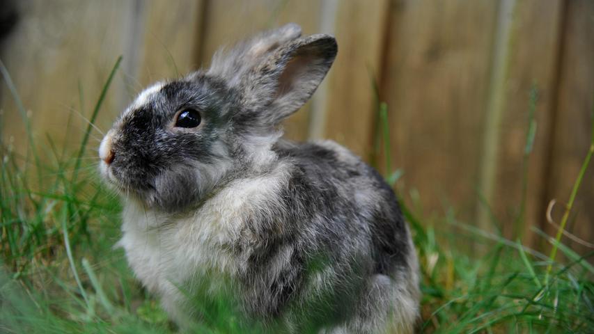 Die beiden Kaninchen „Bunny“ (weiblich) und „Benny“ (männlich, kastriert; Foto) sind ebenfalls auf der Suche nach einem neuen Zuhause. Die Kaninchen sind gut ein Jahr alt und im neuen Zuhause sollten sie viel Platz zum Herumhoppeln haben. Das Tierheim Neumarkt ist trotz der erfolgten Lockerungen noch immer bis auf Weiteres für Besucher, Gassigeher und Katzenstreichler geschlossen. Besuche und Tiervermittlungen können nur nach vorheriger telefonischer Terminvereinbarung stattfinden. Das Büro ist täglich (außer an Sonn- und Feiertagen) von 14.30 bis 17 Uhr unter der Telefonnummer (0 91 81) 2 28 62 erreichbar. In Notfällen und im Falle von Fundtieren ist das Tierheim ebenfalls unter dieser Telefonnummer erreichbar. Hier geht es zur Internet-Seite des Tierheims
Die beiden Kaninchen „Bunny“ (weiblich) und „Benny“ (männlich, kastriert; Foto) sind ebenfalls auf der Suche nach einem neuen Zuhause. Die Kaninchen sind gut ein Jahr alt und im neuen Zuhause sollten sie viel Platz zum Herumhoppeln haben. Das Tierheim Neumarkt ist trotz der erfolgten Lockerungen noch immer bis auf Weiteres für Besucher, Gassigeher und Katzenstreichler geschlossen. Besuche und Tiervermittlungen können nur nach vorheriger telefonischer Terminvereinbarung stattfinden. Das Büro ist täglich (außer an Sonn- und Feiertagen) von 14.30 bis 17 Uhr unter der Telefonnummer (0 91 81) 2 28 62 erreichbar. In Notfällen und im Falle von Fundtieren ist das Tierheim ebenfalls unter dieser Telefonnummer erreichbar. Hier geht es zur Internet-Seite des Tierheims
