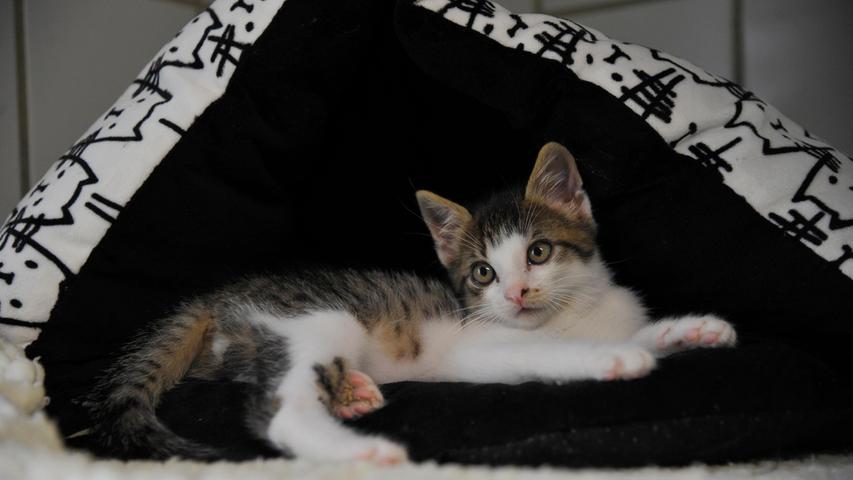 Als Fundtier kam der kleine weiß-graugetigerte Kater ins Tierheim Neumarkt. Das zutrauliche, erst etwa sieben Wochen alte Katzenbaby lief in Berching an einer Tankstelle zu, doch leider hat der Tierheim-Mitarbeiter nicht genauer nachgefragt, an welcher der drei Tankstellen das Kätzchen gefunden wurde. Wo in Berching wird dieses kleine Kerlchen vermisst? Das Tierheim Neumarkt ist trotz der erfolgten Lockerungen noch immer bis auf Weiteres für Besucher, Gassigeher und Katzenstreichler geschlossen. Besuche und Tiervermittlungen können nur nach vorheriger telefonischer Terminvereinbarung stattfinden. Das Büro ist täglich (außer an Sonn- und Feiertagen) von 14.30 bis 17 Uhr unter der Telefonnummer (0 91 81) 2 28 62 erreichbar. In Notfällen und im Falle von Fundtieren ist das Tierheim ebenfalls unter dieser Telefonnummer erreichbar. Hier geht es zur Internet-Seite des Tierheims
Als Fundtier kam der kleine weiß-graugetigerte Kater ins Tierheim Neumarkt. Das zutrauliche, erst etwa sieben Wochen alte Katzenbaby lief in Berching an einer Tankstelle zu, doch leider hat der Tierheim-Mitarbeiter nicht genauer nachgefragt, an welcher der drei Tankstellen das Kätzchen gefunden wurde. Wo in Berching wird dieses kleine Kerlchen vermisst? Das Tierheim Neumarkt ist trotz der erfolgten Lockerungen noch immer bis auf Weiteres für Besucher, Gassigeher und Katzenstreichler geschlossen. Besuche und Tiervermittlungen können nur nach vorheriger telefonischer Terminvereinbarung stattfinden. Das Büro ist täglich (außer an Sonn- und Feiertagen) von 14.30 bis 17 Uhr unter der Telefonnummer (0 91 81) 2 28 62 erreichbar. In Notfällen und im Falle von Fundtieren ist das Tierheim ebenfalls unter dieser Telefonnummer erreichbar. Hier geht es zur Internet-Seite des Tierheims