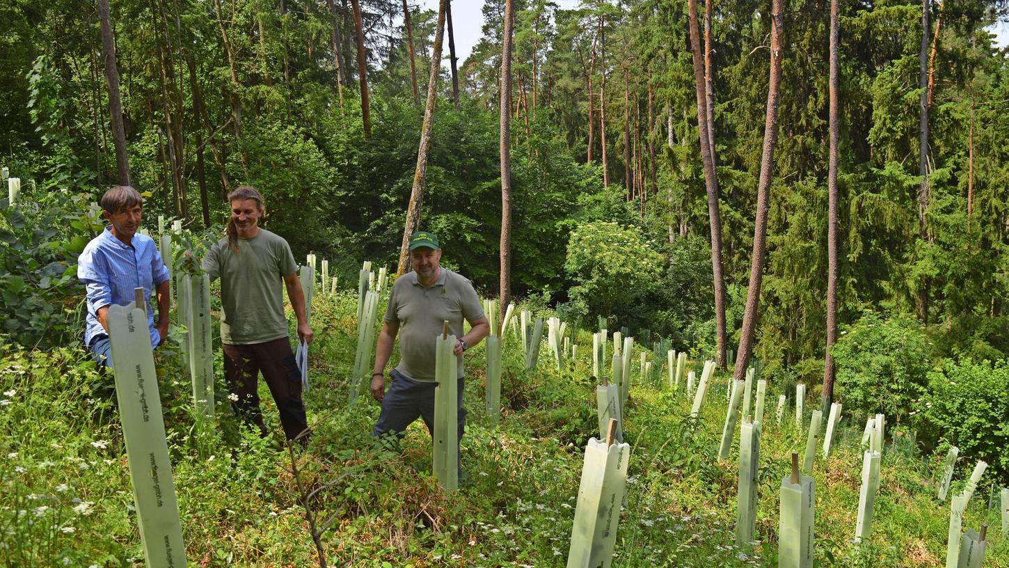 Forstwirt Ingo Krause, der bei der Stadt beschäftigt ist, hat am Zipser Berg auf 1100 Quadratmetern insgesamt 350 neue Bäume gepflanzt. Geliefert hat diese die Forstbetriebsgemeinschaft mit deren Vorsitzenden Werner Lautner (rechts). Links Bürgermeister Wolfgang Nierhoff.