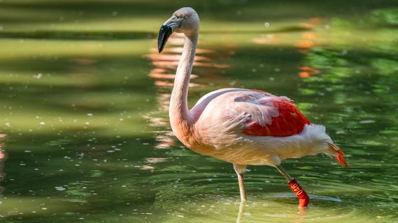 Seltenes Schauspiel: Flamingo fliegt durch Bayern
