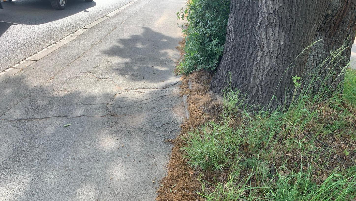 Auch an der Paul-Gossen-Straße nahe der Kreuzung mit der Hans-Geiger-Straße haben Wurzeln Risse im Belag für den Radweg verursacht und ihn teilweise angehoben. Auch an der Paul-Gossen-Straße nahe der Kreuzung mit der Hans-Geiger-Straße haben Wurzeln Risse im Belag für den Radweg verursacht und ihn teilweise angehoben.