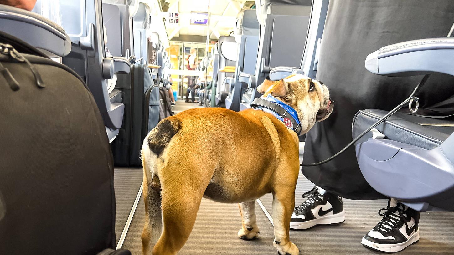 Hunde dürfen in Bahn, Bus und Tram mitfahren - sofern sie einen gültigen Fahrschein haben (Symbolfoto).
