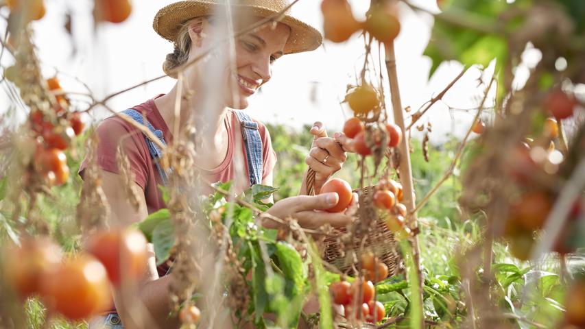 Tomaten regelmäßig düngen, denn die Starkzehrer benötigen reichlich Wasser und Nahrung.
