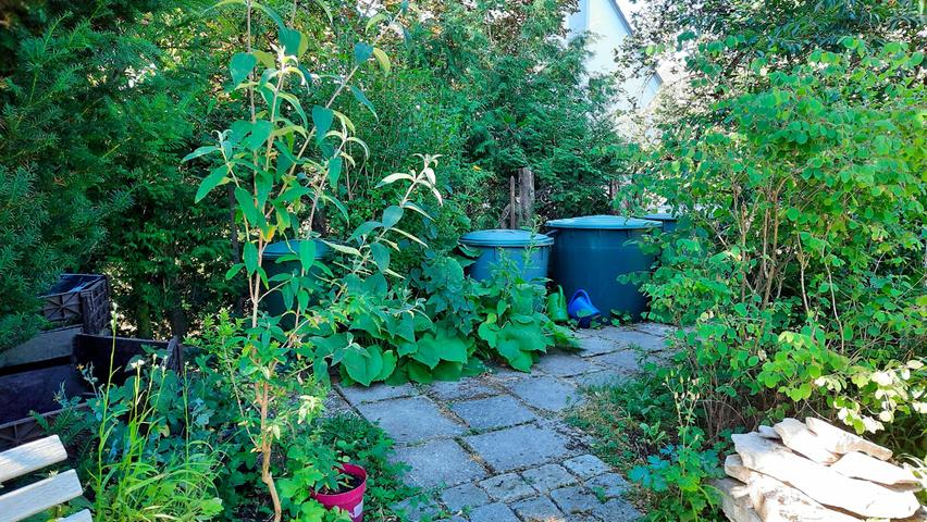 Dank eines ausgeklügelten Tonnensystems wird im Garten der Familie Schmitt viel Regenwasser gesamelt. Dank eines ausgeklügelten Tonnensystems wird im Garten der Familie Schmitt viel Regenwasser gesamelt.