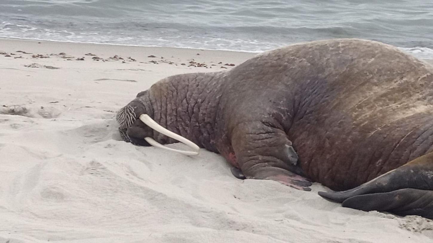Wenige Tage nach der Stippvisite eines Walrosses auf Rügen ist auch an Polens Ostseeküste ein Tier gesichtet worden. Wenige Tage nach der Stippvisite eines Walrosses auf Rügen ist auch an Polens Ostseeküste ein Tier gesichtet worden.