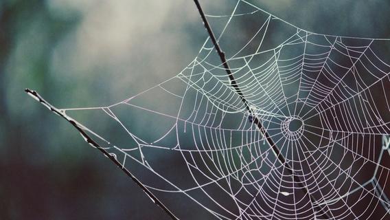 Spinnweben entfernen: Die besten Tipps