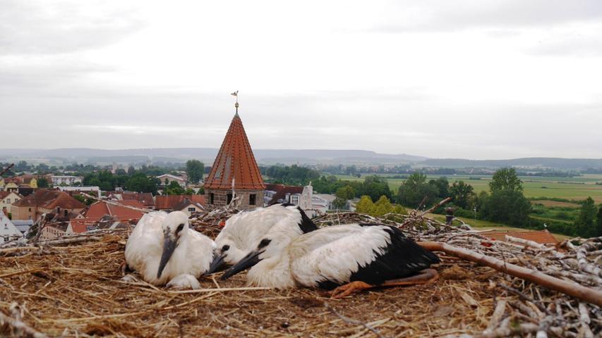 Der Storchenexperte des Landesbunds für Vogelschutz, Bernhard Langenegger, hat die Jungstörche in Gunzenhausen beringt. Hier ist der Nachwuchs im Nest auf der Stadtkirche zu sehen.