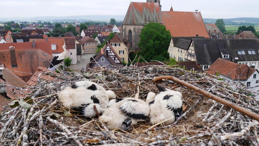 Der Storchenexperte des Landesbunds für Vogelschutz, Bernhard Langenegger, hat die Jungstörche in Gunzenhausen, wie hier im Nest am Hafnermarkt, beringt.