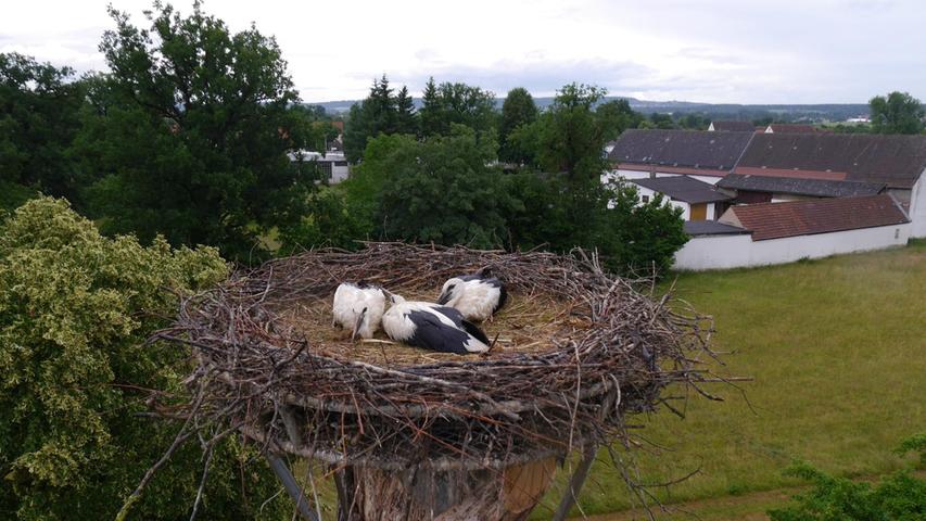 Der Storchenexperte des Landesbunds für Vogelschutz, Bernhard Langenegger, hat die Jungstörche in Gunzenhausen beringt. Hier zu sehen ist der Storchennachwuchs in Schlungenhof.