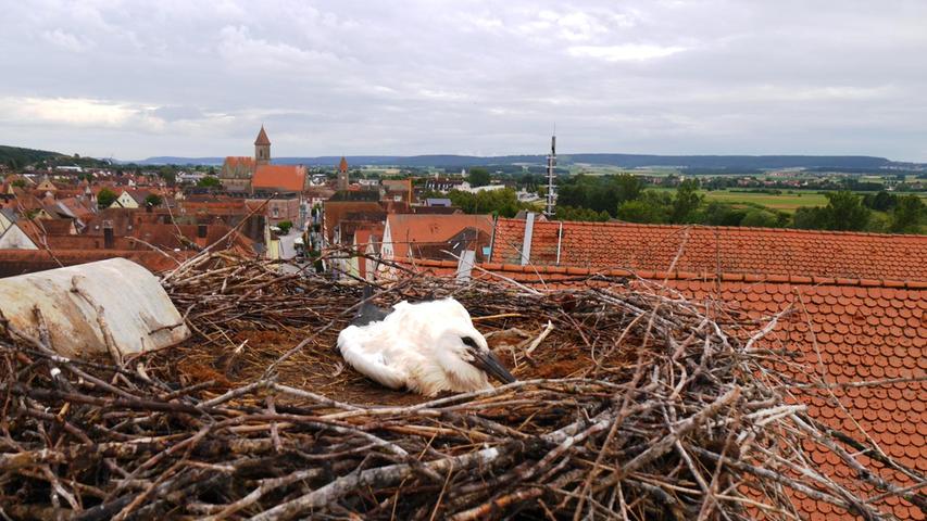 Der Storchenexperte des Landesbunds für Vogelschutz, Bernhard Langenegger, hat die Jungstörche in Gunzenhausen beringt. Im Nest auf dem Kaufhaus Steingass fand er zwei Junge vor.