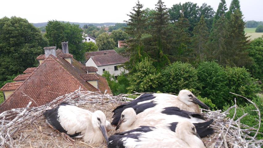 Der Storchenexperte des Landesbunds für Vogelschutz, Bernhard Langenegger, hat die Jungstörche in Gunzenhausen beringt. In Wald teilen sich vier Jungvögel das Nest.