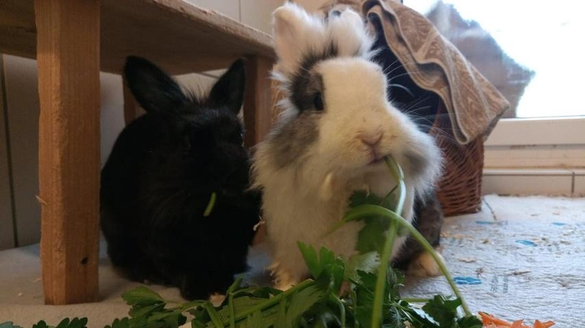 Update: Paula ist inzwischen verstorben.
Notfall! Paula und Peter wurden im März einfach ausgesetzt. „Mittlerweile wissen wir vermutlich auch warum, denn beide sind krank“, sagt ein Tierheimmitarbeiter. Paula hat chronischen Schnupfen, Spondylosen und vermutlich Asthma. Leider geht es Paula nicht so gut, deshalb sollten die beiden dringend vermittelt werden. Ihr Kumpel Peter hat schlechte Zähne, diese müssen einmal im Monat gekürzt werden. „Beide sind sehr liebe und nette Kaninchen, Paula braucht nur manchmal etwas mehr Ruhe“, heißt es weiter. Ihr Alter ist unbekannt, aber es handelt sich um ältere Semester. Wer gibt dem Kaninchenpaar so schnell wie möglich ein letztes Zuhause für die verbleibende Zeit?
Mehr Informationen gibt es beim Tierheim Nürnberg, Stadenstraße 90, 90491 Nürnberg, Telefon (0911) 919890.
Update: Paula ist inzwischen verstorben.
Notfall! Paula und Peter wurden im März einfach ausgesetzt. „Mittlerweile wissen wir vermutlich auch warum, denn beide sind krank“, sagt ein Tierheimmitarbeiter. Paula hat chronischen Schnupfen, Spondylosen und vermutlich Asthma. Leider geht es Paula nicht so gut, deshalb sollten die beiden dringend vermittelt werden. Ihr Kumpel Peter hat schlechte Zähne, diese müssen einmal im Monat gekürzt werden. „Beide sind sehr liebe und nette Kaninchen, Paula braucht nur manchmal etwas mehr Ruhe“, heißt es weiter. Ihr Alter ist unbekannt, aber es handelt sich um ältere Semester. Wer gibt dem Kaninchenpaar so schnell wie möglich ein letztes Zuhause für die verbleibende Zeit?
Mehr Informationen gibt es beim Tierheim Nürnberg, Stadenstraße 90, 90491 Nürnberg, Telefon (0911) 919890.