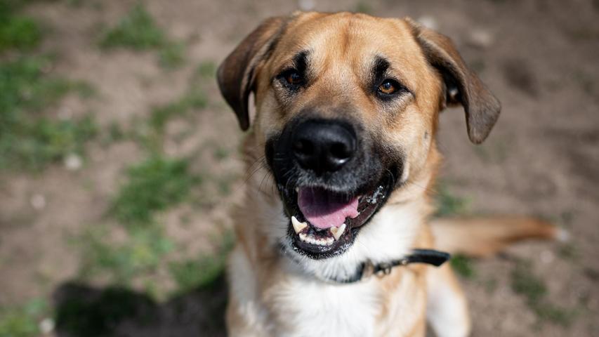Balu, ein zwei Jahre alter Schäferhund-Mix, wurde einfach in einem Hotelzimmer zurückgelassen. „Der junge Rüde ist anfangs skeptisch, wurde anscheinend einige Male hin und her geschoben“, berichtet ein Mitarbeiter. Er braucht hundeerfahrene Menschen, die mit seinem ausgeprägten Beschützerinstinkt umgehen können. Balu ist sehr gelehrig, kann alleine bleiben und zeigt sich bei seinen Bezugspersonen sehr verschmust. „Bei Rüden macht er gerne auf großen Macker, Hündinnen findet er in Ordnung“, heißt es weiter. „An der Leine ist er ein großer Pöbler“, daran muss das neue Frauchen und/oder Herrchen arbeiten. Grundkommandos hat er gelernt. Balu fährt gerne im Auto mit und passt dabei gut auf seine Menschen auf. Wer hat Hundeverstand und Erfahrung und möchte Balu kennenlernen?
Mehr Informationen gibt es beim Tierheim Nürnberg, Stadenstraße 90, 90491 Nürnberg, Telefon (0911) 919890.
Balu, ein zwei Jahre alter Schäferhund-Mix, wurde einfach in einem Hotelzimmer zurückgelassen. „Der junge Rüde ist anfangs skeptisch, wurde anscheinend einige Male hin und her geschoben“, berichtet ein Mitarbeiter. Er braucht hundeerfahrene Menschen, die mit seinem ausgeprägten Beschützerinstinkt umgehen können. Balu ist sehr gelehrig, kann alleine bleiben und zeigt sich bei seinen Bezugspersonen sehr verschmust. „Bei Rüden macht er gerne auf großen Macker, Hündinnen findet er in Ordnung“, heißt es weiter. „An der Leine ist er ein großer Pöbler“, daran muss das neue Frauchen und/oder Herrchen arbeiten. Grundkommandos hat er gelernt. Balu fährt gerne im Auto mit und passt dabei gut auf seine Menschen auf. Wer hat Hundeverstand und Erfahrung und möchte Balu kennenlernen?
Mehr Informationen gibt es beim Tierheim Nürnberg, Stadenstraße 90, 90491 Nürnberg, Telefon (0911) 919890.