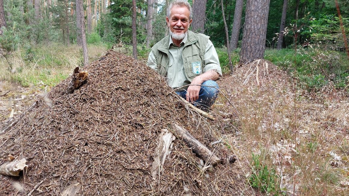 Neue Heimat für zwei Ameisenvölker, die in einem Garten in Rohr massiv gestört haben: Adi Baumeister hat sie in einen Wald bei Dechendorf umgesiedelt.

