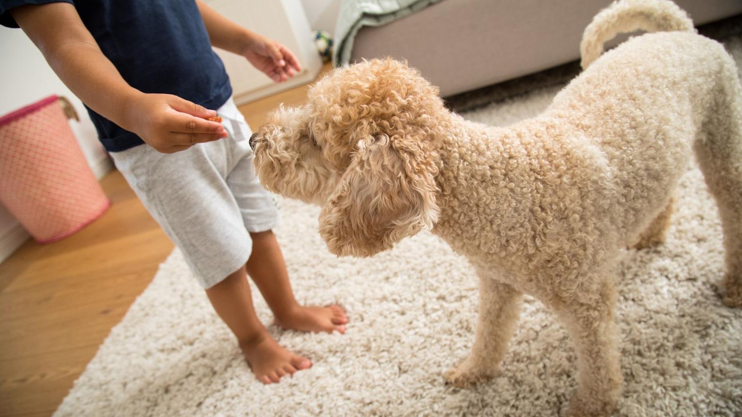 So lieb ein Hund auch sein mag, schnappt er im Affekt zu, kann es für Kinder gefährlich werden. So lieb ein Hund auch sein mag, schnappt er im Affekt zu, kann es für Kinder gefährlich werden.